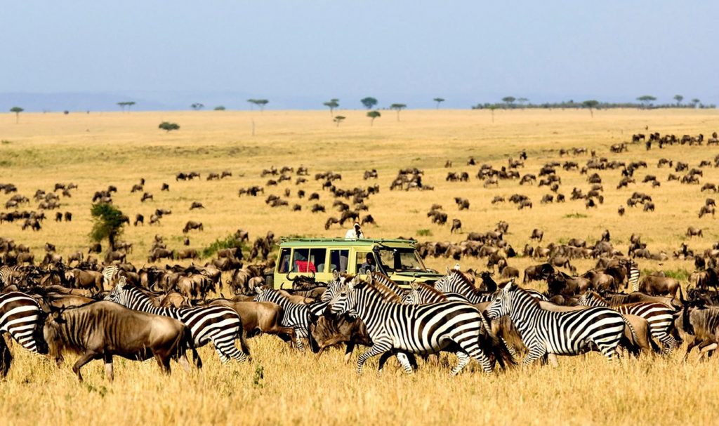 Game Drives in Kenya